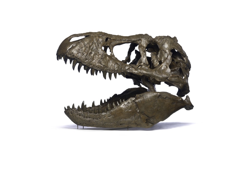4K, tyrannosaurus rex, sake, paleontology, dinosaur