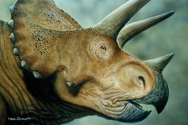 close-up, profile view, animal wildlife, underwater, Triceratops, side view, representation, rhinoceros, day, large, portrait, reptile, one animal, focus on foreground