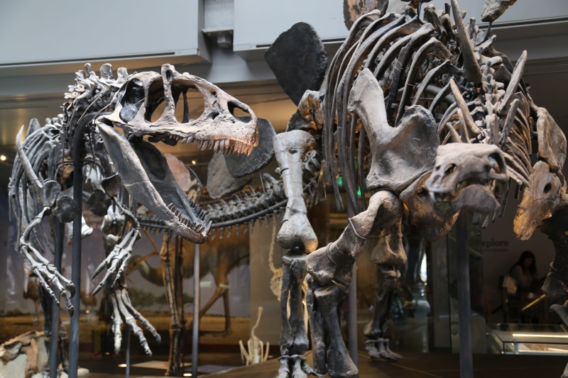 exhibit, exhibition, no people, representation, animal skeleton, extinct, paleontology, large group of objects, creativity, skeleton, focus on foreground