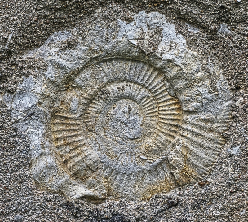 animal shell, solid, no people, ancient, ammonit, ammonites, jura, archaeology, petrification, extinct, animals in the wild, spiral, snail, rock - object