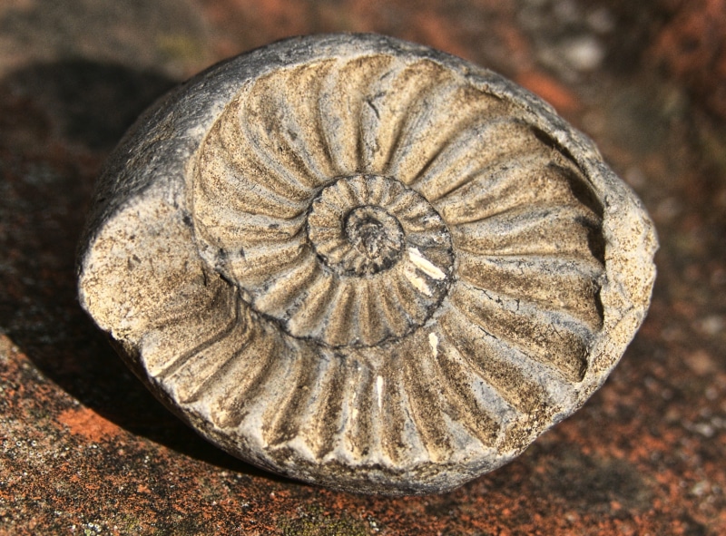 high angle view, natural pattern, history, paleontology, close-up, sediment, animal wildlife, petrified, directly above, animal shell, day, rock, focus on foreground
