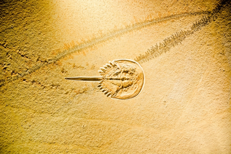 geology, museum, gold, no people, indoors, water, creativity, land, 1080P, shape, textured, day, single object, Fossil, petrified, geometric shape, prehistoric times