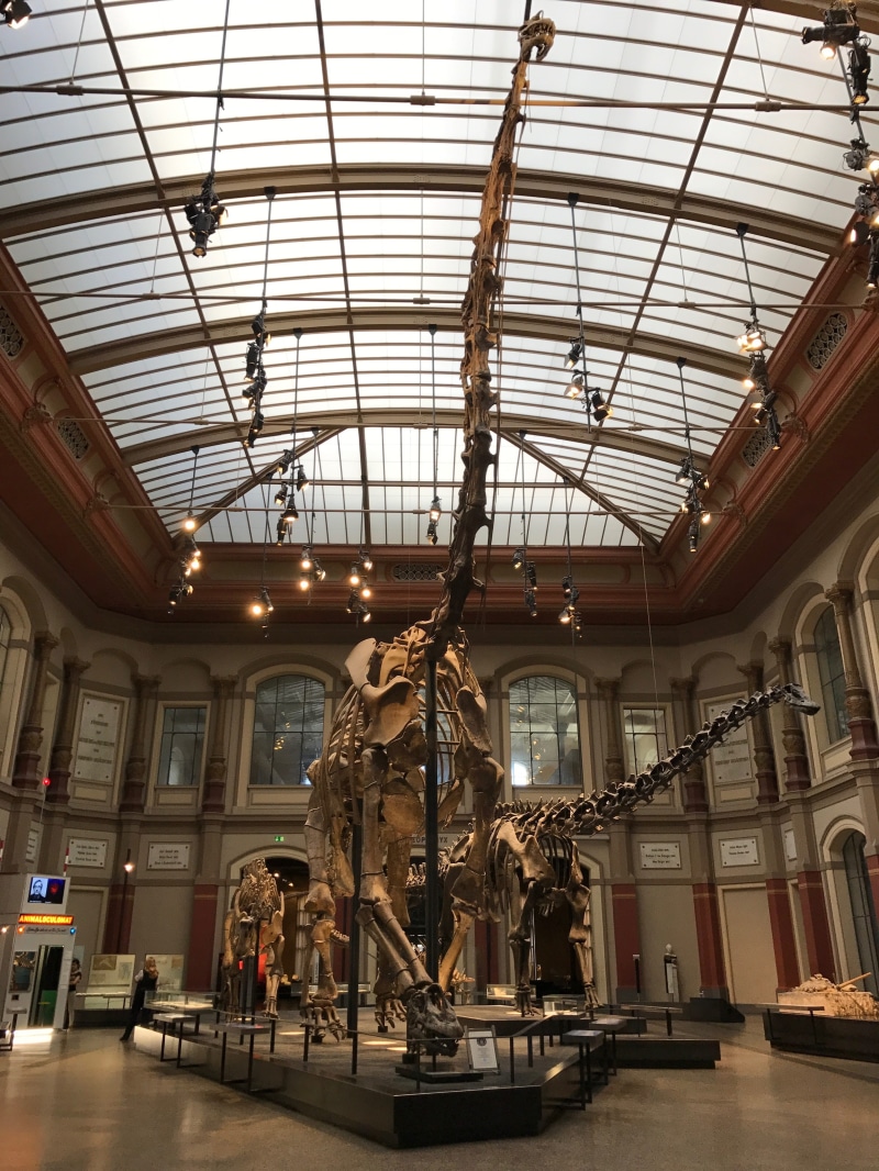 representation, built structure, travel, sculpture, paleontology, low angle view, museum, fossils, lifestyles, skylight, Dinosaur, dangerous, Skeleton