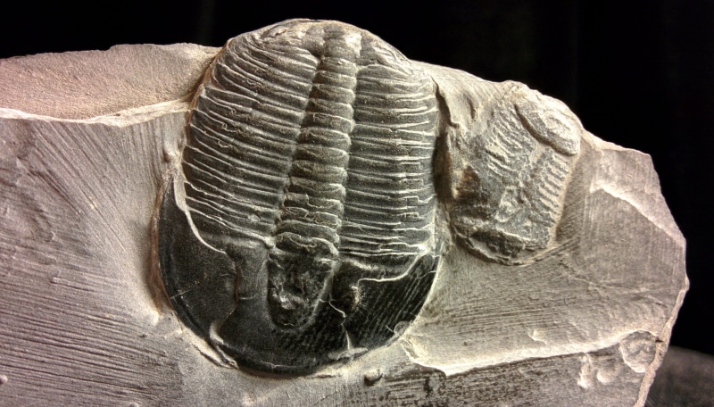 trilobites, one animal, 2K, animal shell, natural sciences, indoors, black background, close-up, extinct, history, the past, paleontology, animal, animal themes