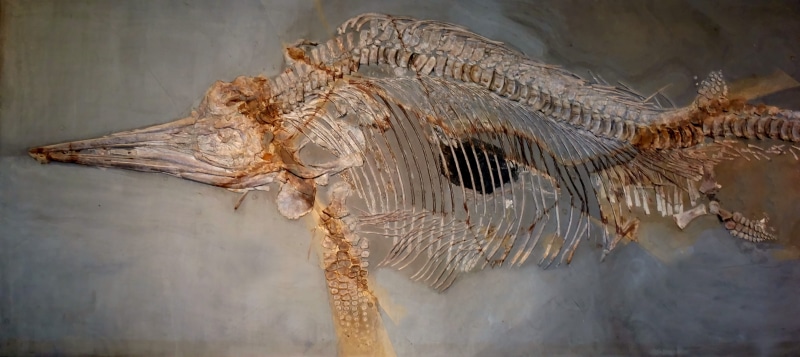 dinosaur, close-up, bone, vertebrate, animal, ancient, petrification, water, paleontology, no people, fossil, prehistoric times, ichthyosaurs, outdoors