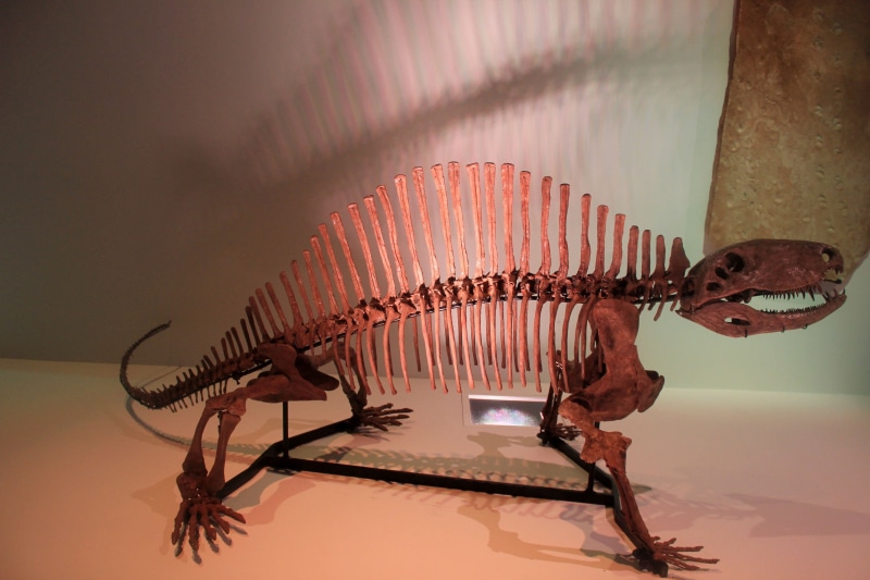 animal representation, dinosaur, nature, one animal, skeleton, table, bones, taxidermy, animal skeleton, no people, insect, extinct, museum, paleontology