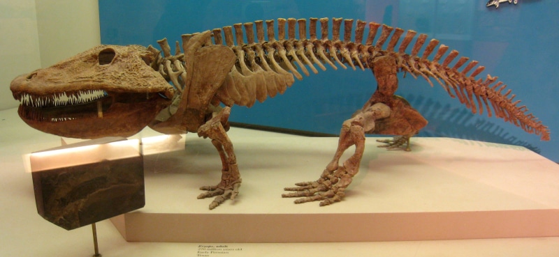 creativity, paleontology, sculpture, statue, day, public domain, craft, remains, Fossil, animal themes, no people, Eryops, museum, art and craft, dinosaur