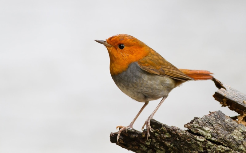 animals, birds, close-up, focus on foreground, day, copy space, one animal, animal themes, nature, vertebrate, perching, side view, animal, animal wildlife