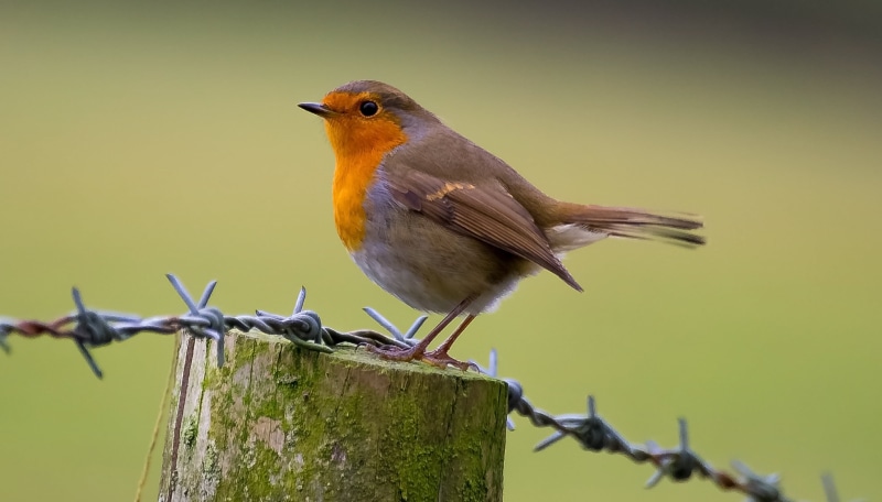 gray, stick, robin, nikon d3100, branch, animal, wildlife, nature, 2K, fence, wood, outdoors, Bird, red, sparrow, bird Watching, sigma70, animals In The Wild