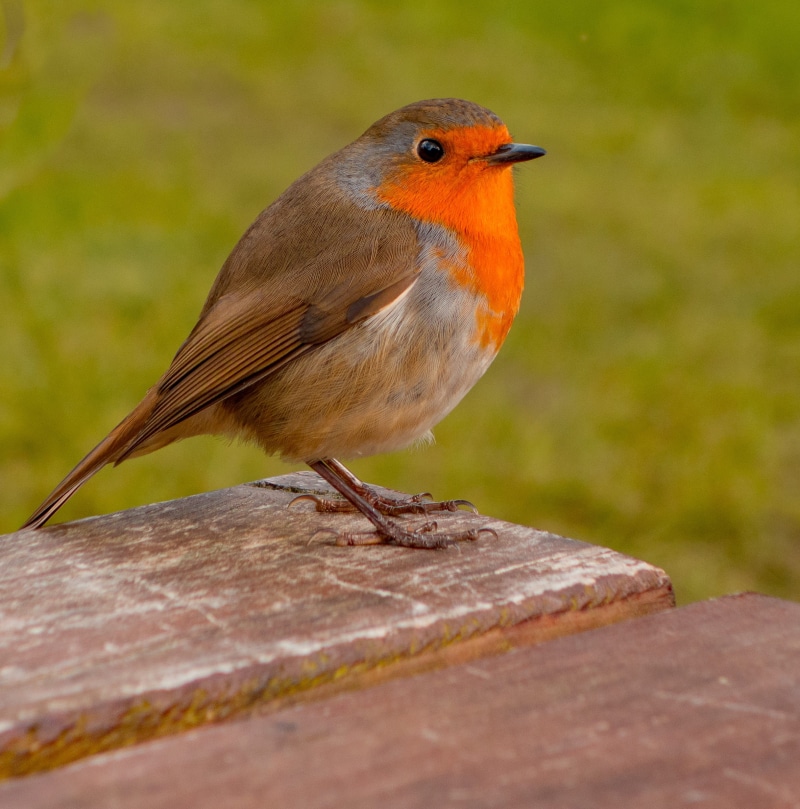 animal themes, solid, perching, close-up, brown, vertebrate, nature, garden, selective focus, red, animal, hello, animals in the wild, wood - material