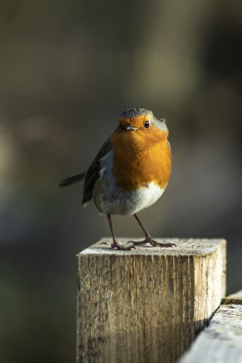 vertebrate, songbird, top, no people, full length, animal wildlife, focus on foreground, brown, wooden post, wood - material, outdoors, animal, nature