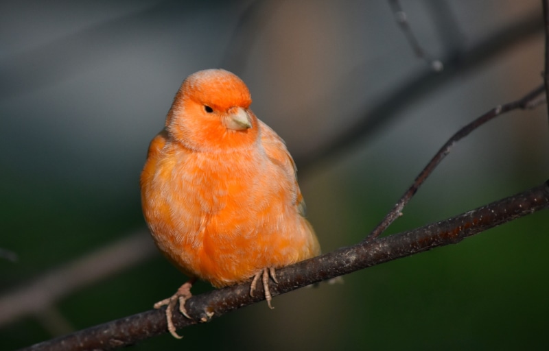 animal wildlife, animals in the wild, vertebrate, 4K, nature, no people, orange, outdoors, wood - material, perching, orange color, close-up, canary, red factor canary