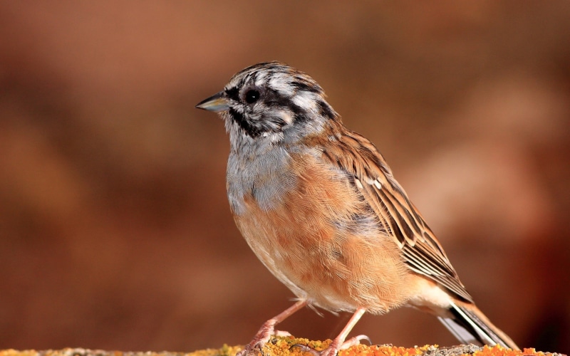profile view, no people, focus on foreground, bird, one Animal, animal wildlife, vertebrate, robin, close-up, small, day, sparrow, animals In The Wild