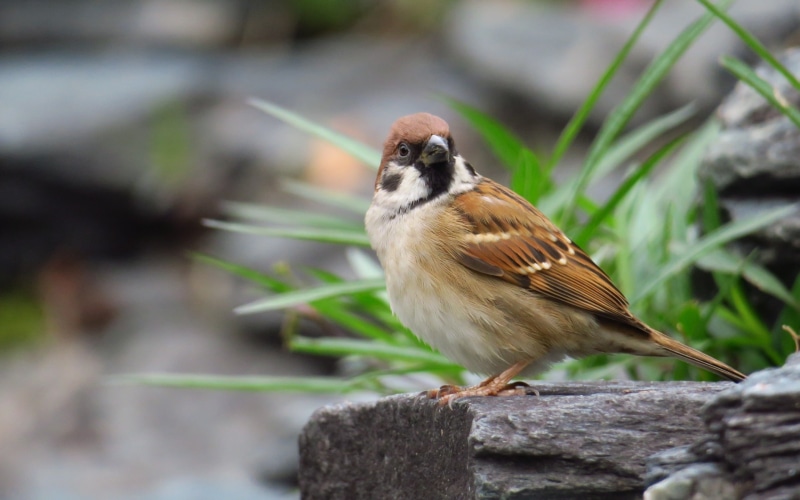 wallpap, high, bird, bark, focus on foreground, animals in the wild, 2K, close-up, wood - material, quality, outdoors, sparrow, full length, animal wildlife