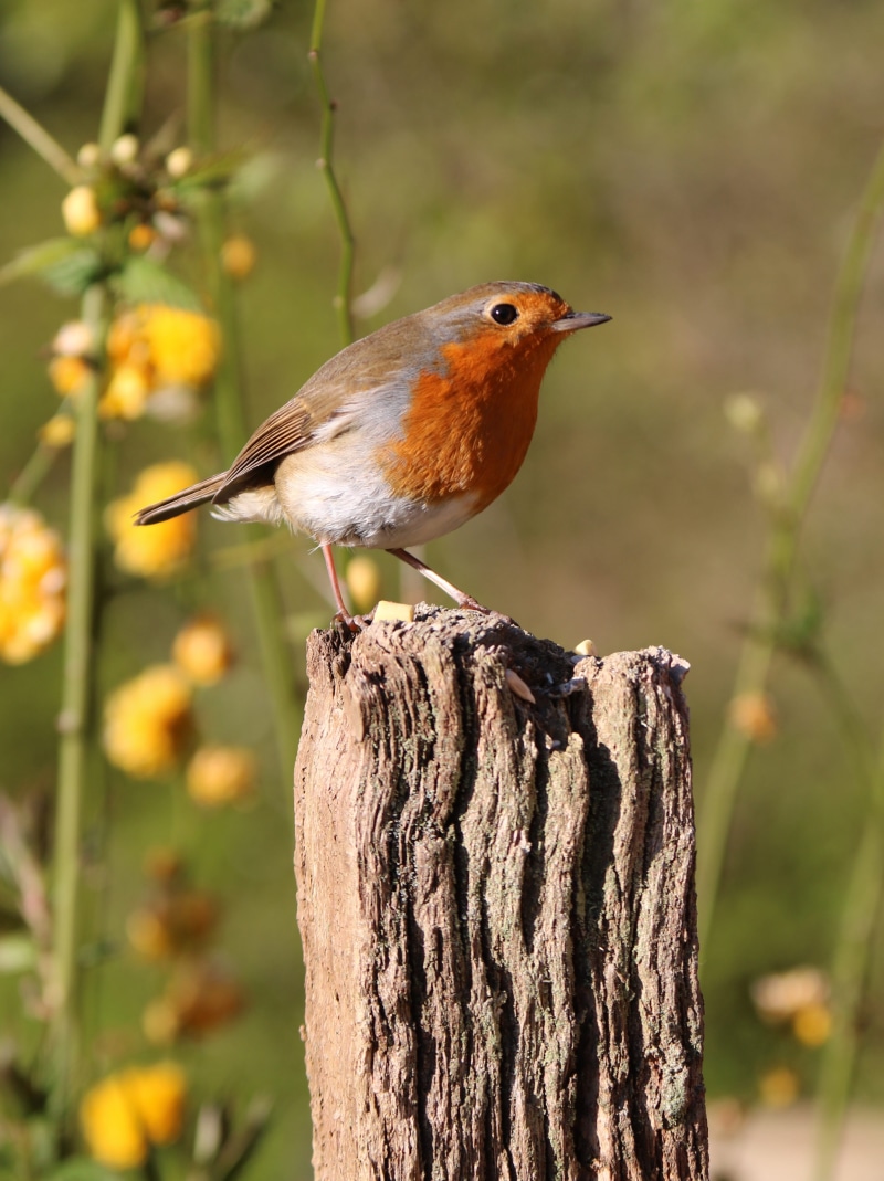 Bird, songbird, animal wildlife, red, perched, european, outdoors, wooden post, plant, Robin, close-up, birdwatching, Nature, song-bird, vertebrate, day