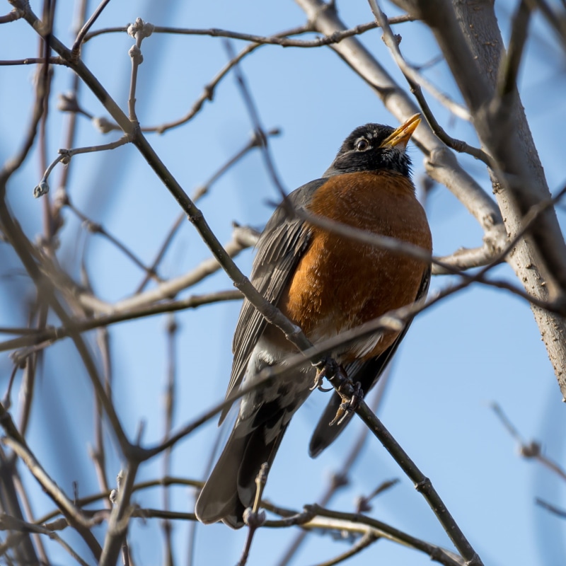 canada, low angle view, bird, focus on foreground, sky, nature, vertebrate, toronto, perching, wood, plant, blue jay, 134 rykert crescent, day, agelaius
