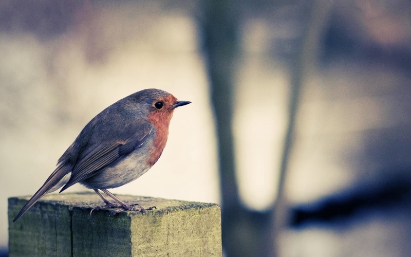 outdoors, bird, perching, one Animal, passerine Bird, feather, wildlife, barrier, vertebrate, animal wildlife, 1080P, wood - material, color Image, sparrow