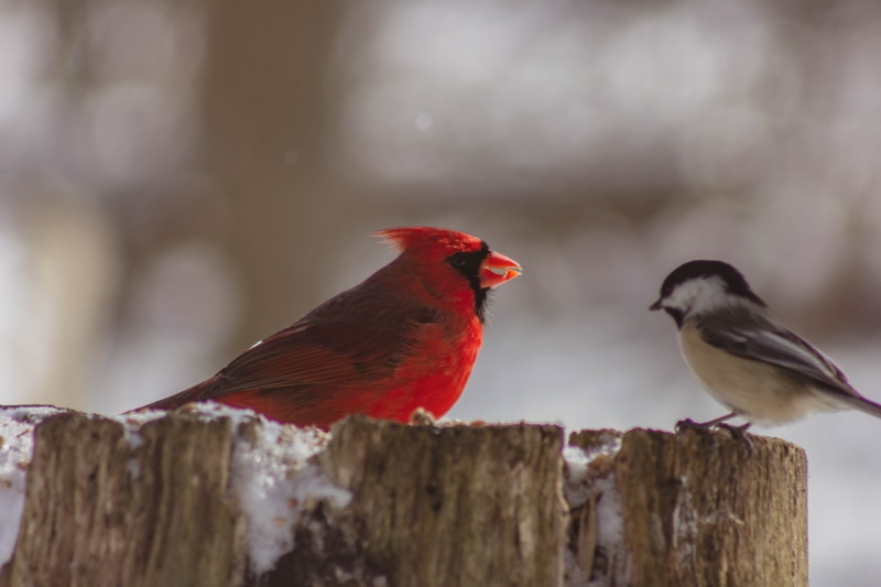 robin, wooden post, animals in the wild, day, animal themes, vertebrate, barrier, canon, group of animals, lens, jay, finch, perching, cardinal - bird