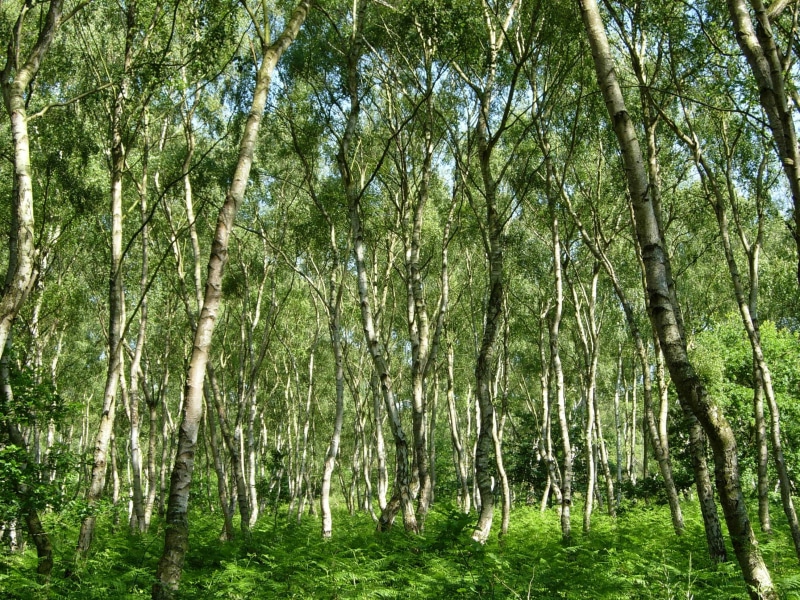 rainforest, uk, nottingham, low angle view, hood, scenics - nature, land, plant, lush foliage, tree trunk, robin, forest, tranquil scene, 2K, day, green