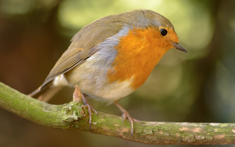 vertebrate, photography, small, focus, robin, season, environment, wildlife, spring, migratorius, day, white, 5K, wing, beak, perching, birdwatching, outdoors