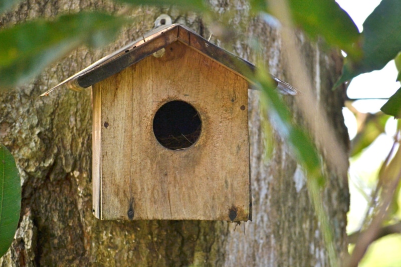 nature, built structure, 1080P, bird shelter, plant, breeding box, geometric shape, ceylon, Breeding, Box, architecture, birdhouse, circle, focus on foreground