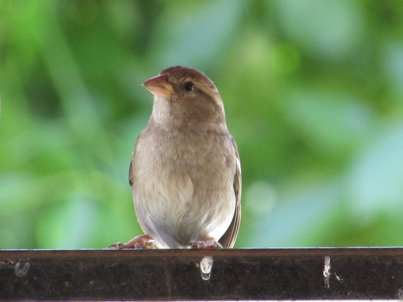 wood - material, zoology, monte caseros, animal themes, ave, robin, day, railing, 4K, macro, focus on foreground, bird, sparrow, outdoors, animal wildlife