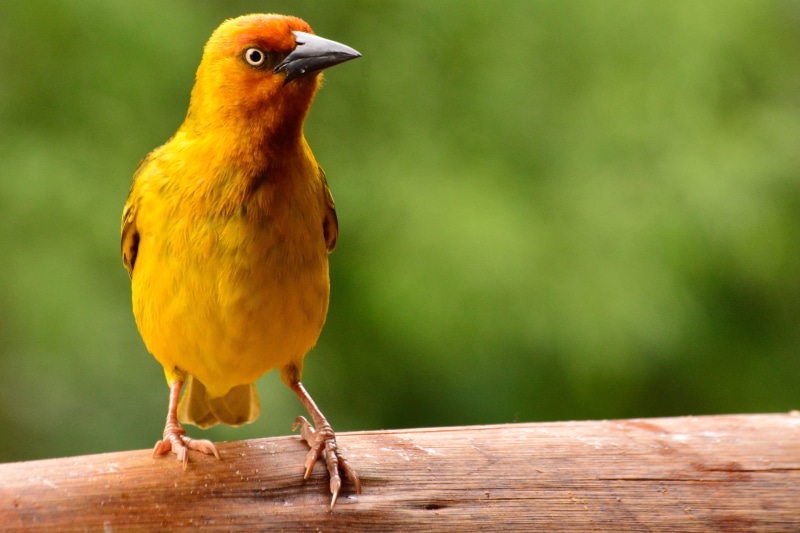 songbird, yellow, bird, day, one animal, focus on foreground, close-up, colourful, no people, weaver, looking, 4K, nature, animals in the wild, robin