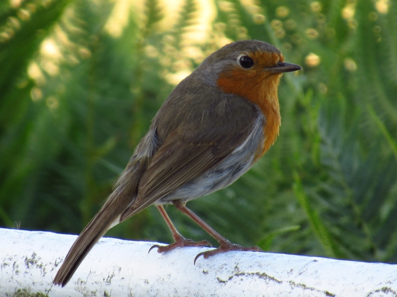 animal, focus on foreground, wildlife, animals in the wild, close-up, bird, wales, zoology, animal wildlife, magpie-robin, looking, 2K, outdoors, portrait