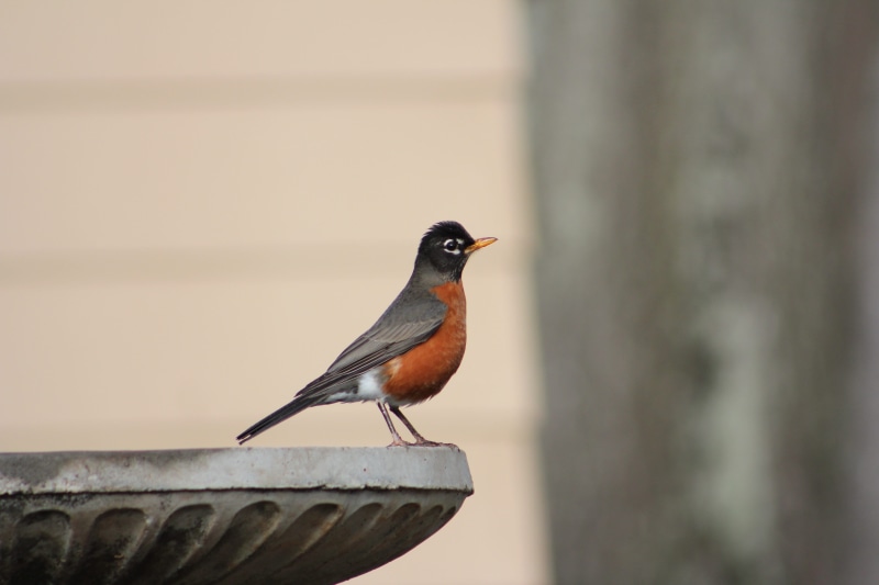 one animal, animal wildlife, railing, animal themes, animal, full length, vertebrate, no people, robin, side view, close-up, birdbath, outdoors, wood - material