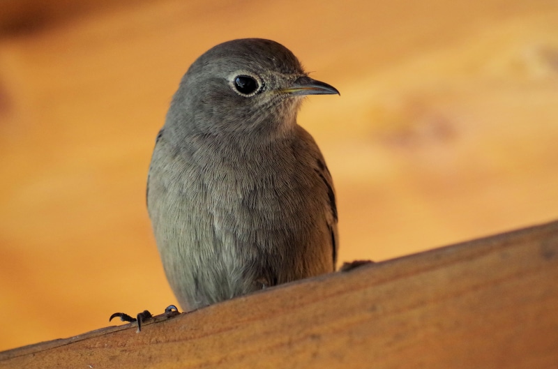 4K, animal themes, red tailed, focus on foreground, roof, looking, animals in the wild, outdoors, animal, animal wildlife, sunset, vertebrate, robin, one animal