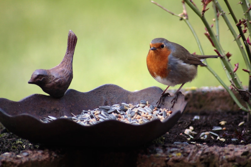 perching, food, beauty in nature, small bird, close-up, day, outdoors, full length, animal, bird, songbird, 4K, wood - material, bird seed, vertebrate