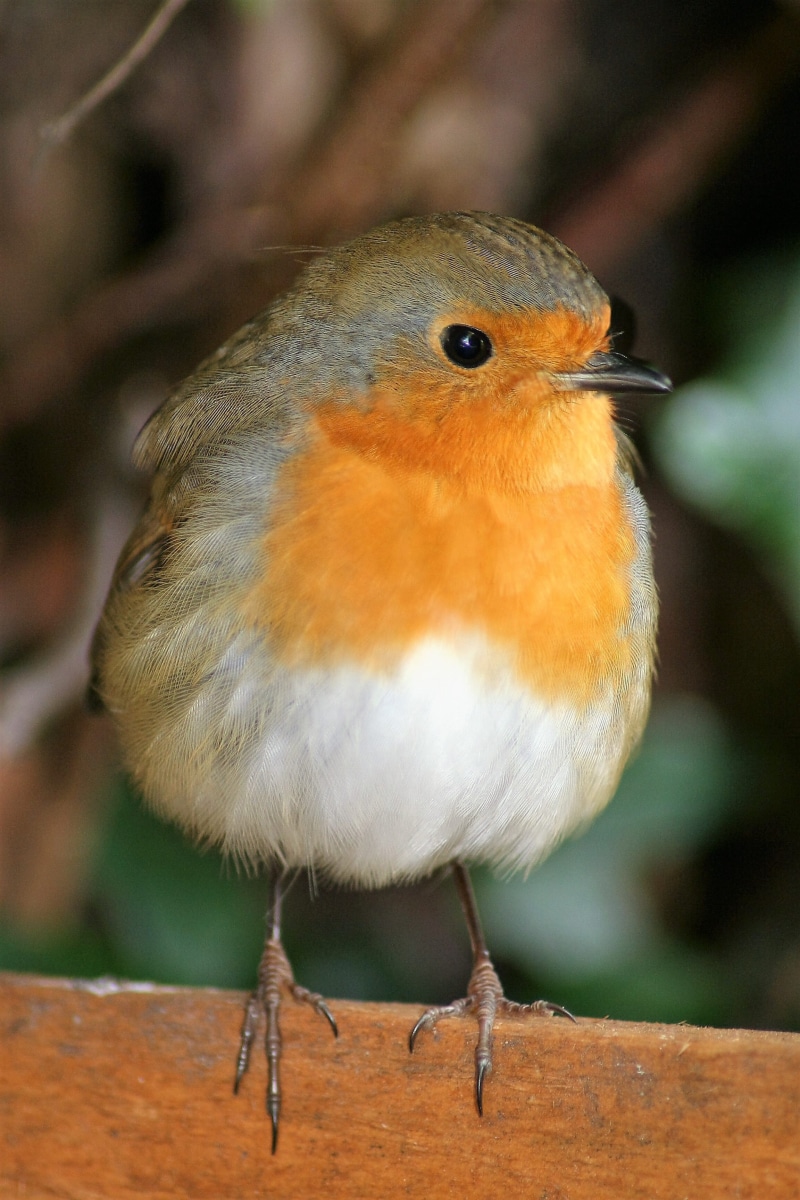garden bird, day, songbird, one animal, outdoors, animal themes, no people, bird, animals in the wild, 2K, animal, animal wildlife, vertebrate, wood - material