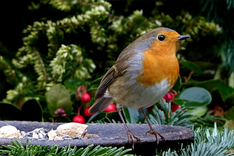 animal themes, small bird, bird feeder, orange, vertebrate, outdoors, animal wildlife, beauty in nature, animals in the wild, perching, no people, animal