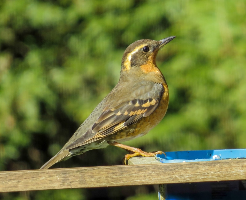animal themes, animals in the wild, outdoors, day, side view, robin, close-up, ixoreus naevius, beak, 1080P, perching, animal wildlife, Varied Thrush