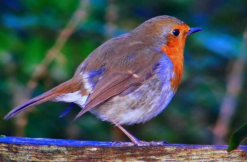 wood, spring, common, little bird, redbreast, a branch, no people, one animal, outdoors, animal, day, beauty in nature, perching, animals in the wild, close-up