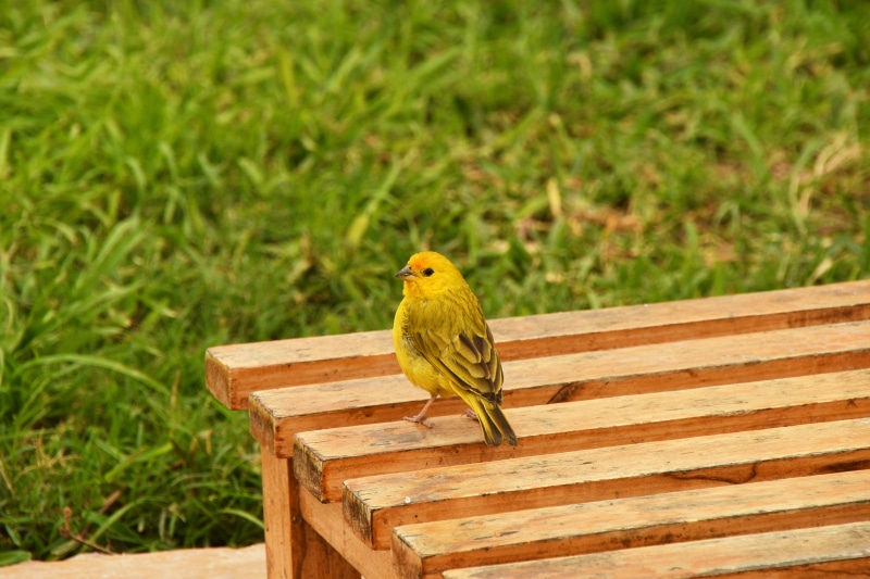 wood - material, close-up, songbird, green color, 5K, beauty in nature, bank, vertebrate, small bird, garden, animal, robin, one animal, focus on foreground