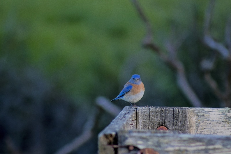 no people, california, barrier, boundary, avian, animal themes, blue, outdoors, blue bird, animal, focus on foreground, round, one animal, fence, animal wildlife