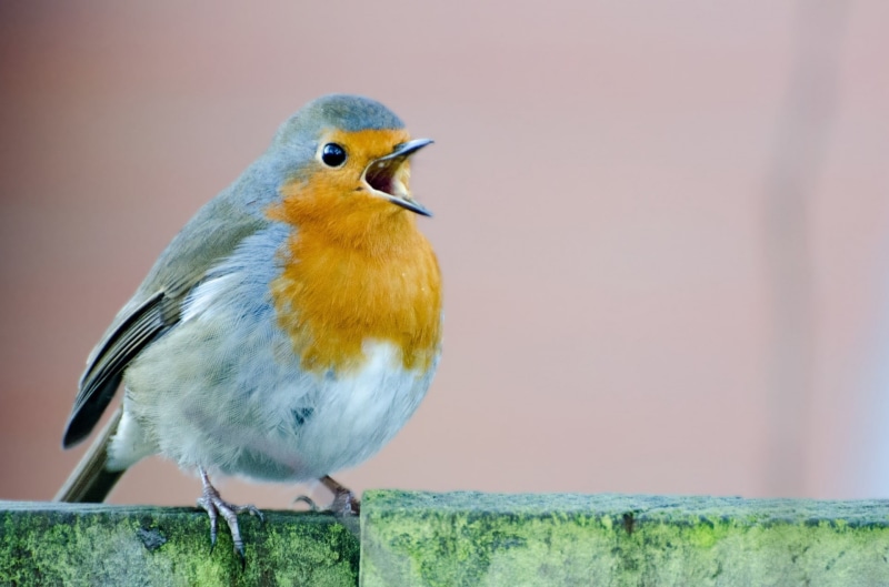 close, color, cute, rubecula, full length, spring, nobody, white, wildlife, branch, red, beak, garden, animal wildlife, image, orange, close-up, 1080P
