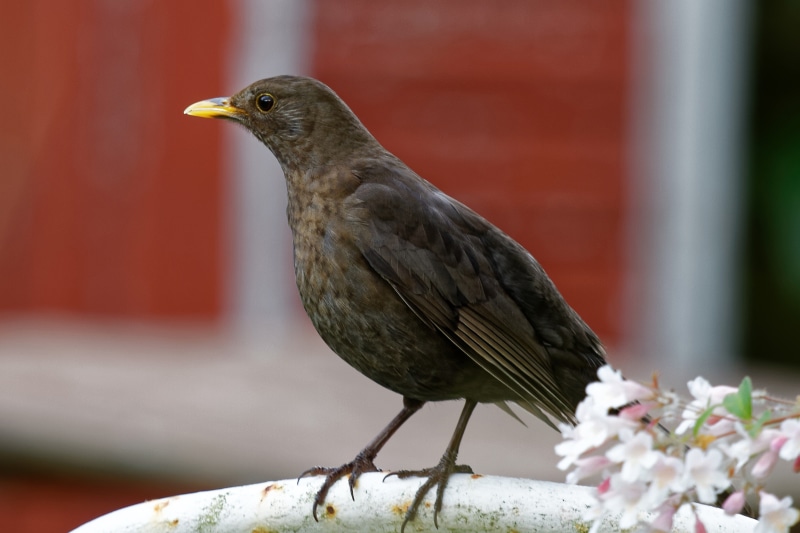 day, close-up, perching, focus on foreground, no people, turdus merula, animal, animal wildlife, nature, animal themes, side view, wood - material, brown