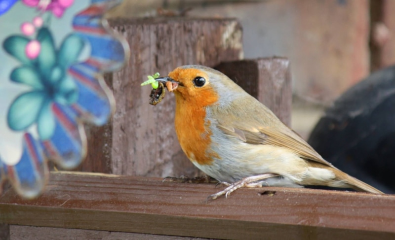 perched, close-up, vertebrate, animals in the wild, wood - material, perching, garden, no people, robin, outdoors, focus on foreground, 1080P, animal wildlife