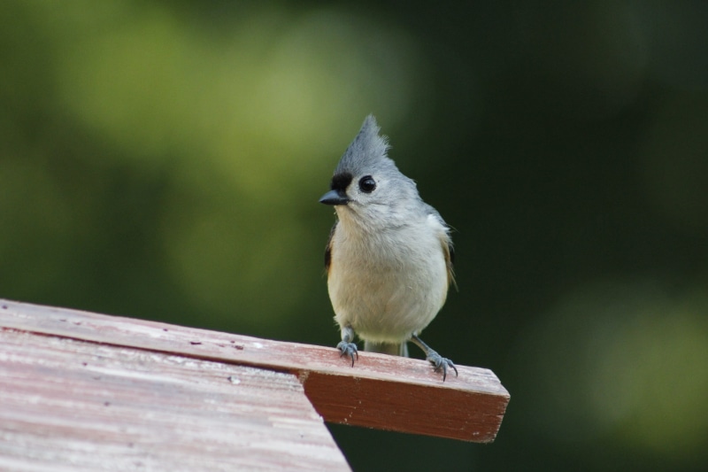 perching, vertebrate, focus on foreground, animals in the wild, full length, nature, animal wildlife, robin, animal themes, zoology, wildlife, bird, 2K