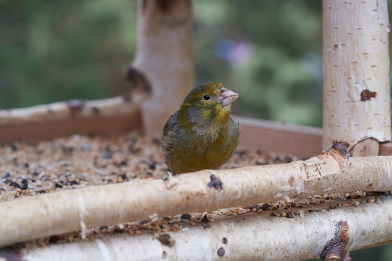 garden, vertebrate, wood - material, feed, bird feeder, perching, selective focus, beauty in nature, focus on foreground, feeding, 5K, close-up, bird