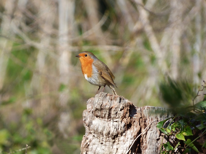 day, vertebrate, bird, bark, pit-roig, outdoors, tree, 2K, perching, nature, full length, wood - material, animal, robin, close-up, animals in the wild