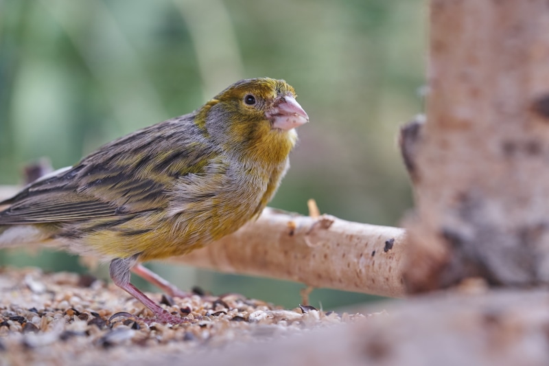 animal, side view, no people, day, animals in the wild, one animal, treehouse, wood - material, nature, robin, garden, full length, vertebrate, tree, animal wildlife