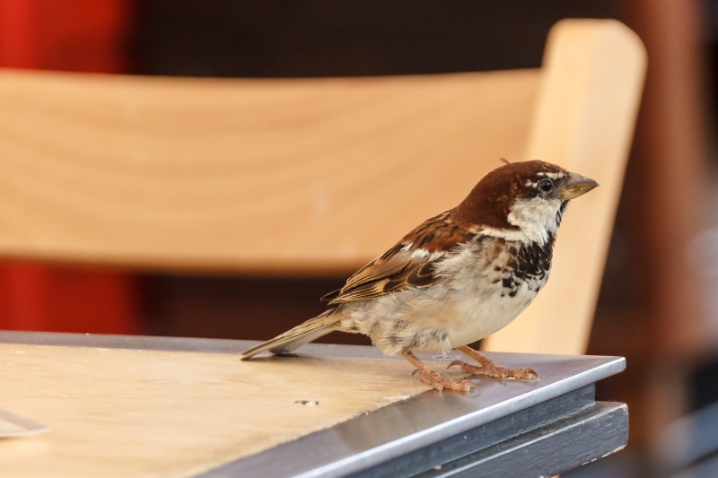 birds, wood - material, focus on foreground, bird, animal themes, robin, food, animal wildlife, sparrow, close-up, day, side view, perching, animals in the wild