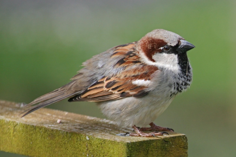 one animal, full length, side view, bird, nature, no people, sparrow, animal wildlife, animal, close, perching, focus on foreground, close-up, vertebrate