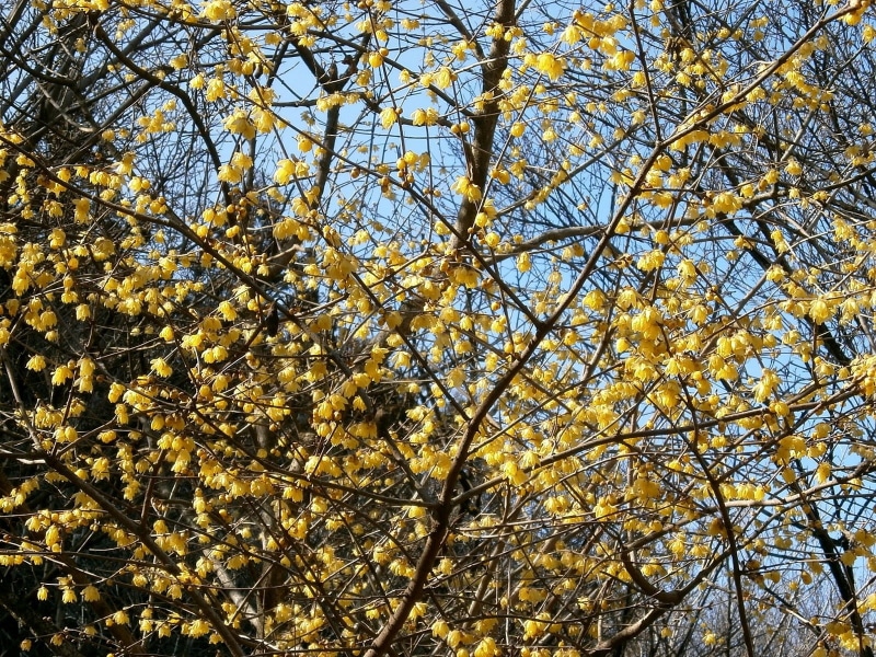 tree, sky, full frame, wood, flowering plant, robin, yellow, tranquility, low angle view, change, sunlight, no people, branch, autumn, growth, season, beauty in nature