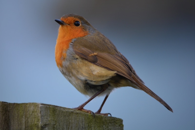 perching, animals in the wild, gray, day, outdoors, wood - material, looking, vertebrate, one Animal, robin, animal wildlife, nature, sky, animal, beak
