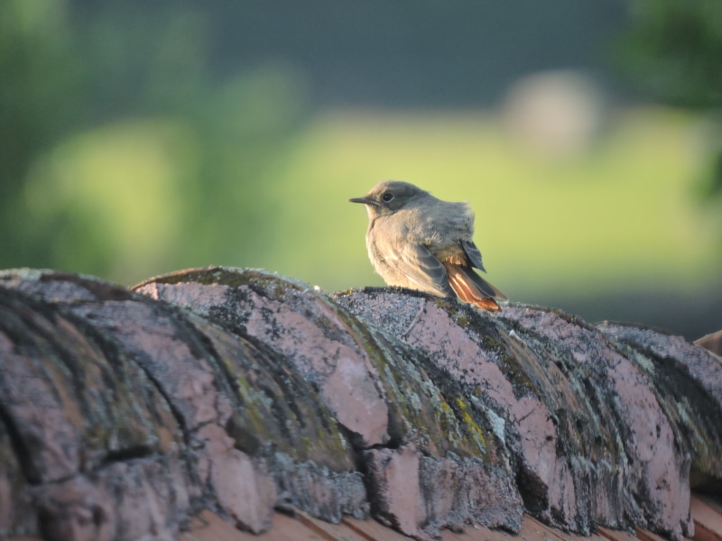 outdoors, close-up, plant, rock - object, focus on foreground, 4K, summer, village, bird, lichen, robin, animals in the wild, animal wildlife, no people