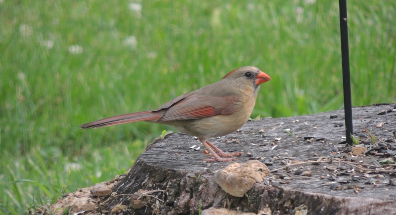 no people, perching, plant, full length, close-up, focus on foreground, 4K, outdoors, animal, yard, garden, one animal, songbird, wood - material, finch